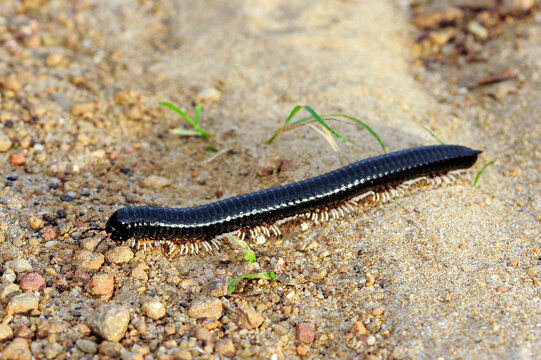 Schnurf&uuml;&szlig;er, Tausendf&uuml;&szlig;er // Millipede - Sri Lanka