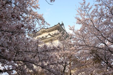 城の桜
