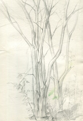 tree trunk using graphic sketch