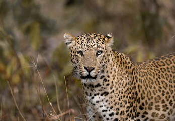 Fototapeta na wymiar indian leopard on the ground