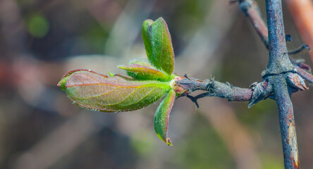 Young shoot of honeysuckle closeup on green background in spring