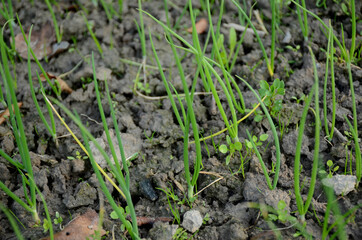 bunch the ripe green onion plant growing in the farm.