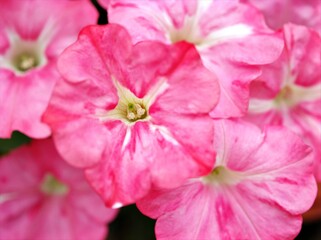 close up of pink flower ,Blurred pink flora flower in garden ,petunia sweet color and soft focus for blur background ,macro image