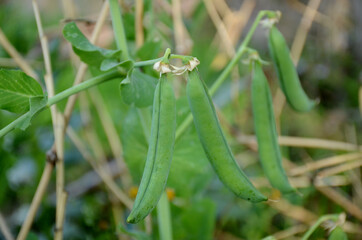 the ripe green peas with plant growing in the garden.