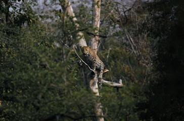Indian female leopard on tree 