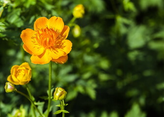 Yellow flowers closeup