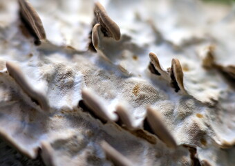 Mushrooms on plum bark (Background, banner, Wallpaper, texture)