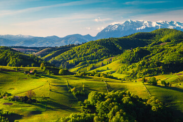 Spring landscape with green forest in the valley, Holbav, Romania