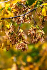Maple fruit in clusters in autumn