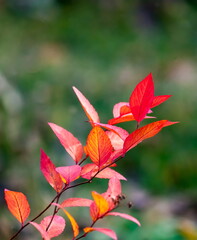 Bush branch with red leaves on green background in autumn