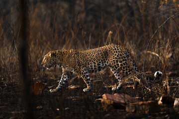 the leopard in golden light  © Devdatta