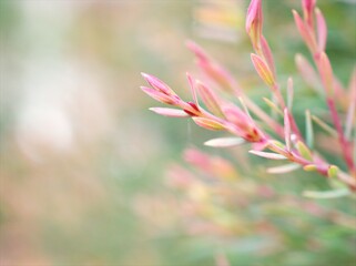Fototapeta premium Pine pink leaves Melaleuca alternifolia ,white flowers ,tea tree, herb plant with soft focus in garden sweet pink blurred background 