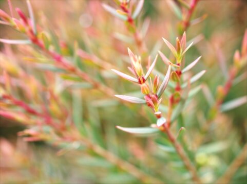 Pine leaves Melaleuca alternifolia ,white flowers ,tea tree, herb plant with soft focus in garden sweet pink blurred background	