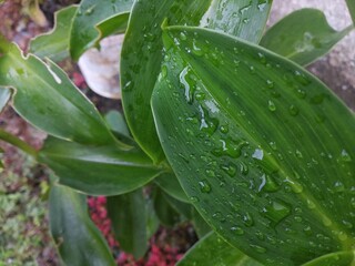 Costus Spicatus Leaves with Water Drops