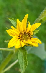 Yellow sunflower flower closeup on green background in garden