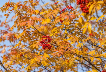 Red mountain ash berries and yellow leaves on branches closeup