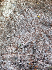 Fallen pine needles on a sheer cliff of white stone in autumn. Background