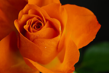 orange rose with drops
