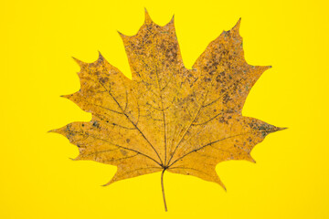 Maple Leaf Isolated On Yellow Background. Dried autumnal leaf texture