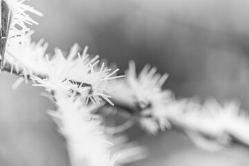 White prickly sharp frosty frost on the branches of trees. Winter day closeup, artistic background. Winter cold frozen nature macro, pastel colors, dramatic natural meadow and floral pattern