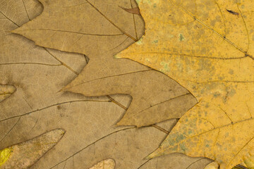 Full Frame Shot Of Dried Leaves in different colors and shapes. Autumnal concept