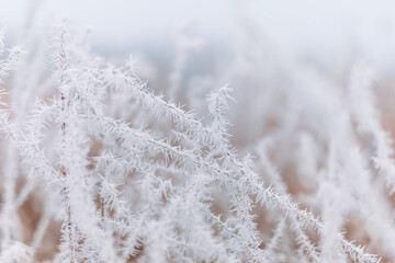 White prickly sharp frosty frost on the branches of trees. Winter day closeup, artistic background. Winter cold frozen nature macro, pastel colors, dramatic natural meadow and floral pattern