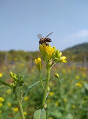 bee on yellow flower
