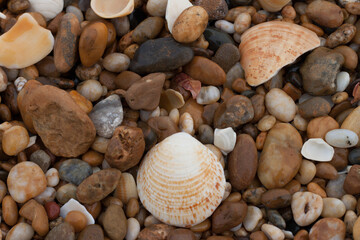 Petits cailloux et coquillages sur une plage, gros plan sur les différents éléments avec beaucoup de couleurs et une dominante jaune marron.