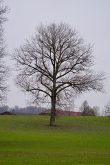 Autumn landscape with tree and meadow.