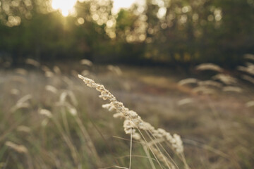 Wheat ears dry grass summer trees sunset nature fresh air lifestyle