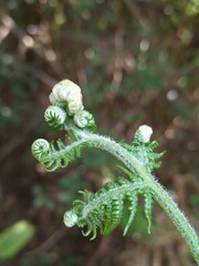 close up of green fern leaf