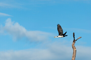 a white cormorant bird was flying to another place, Liquica Timor Leste