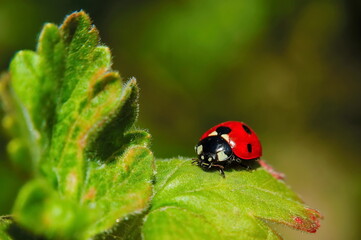 Red ladybug close-up on green grass, horizontal position