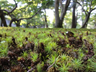 日本の庭の風景