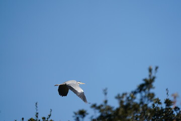 northern pintail in flight