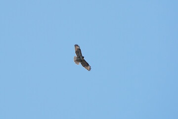 common buzzard in flight