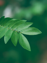 Green leaves with blurred background 