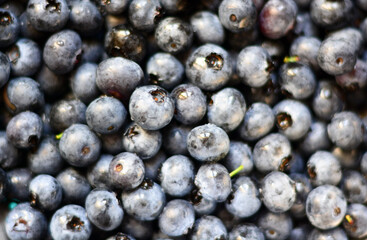 mirtilli neri selvatici di montagna