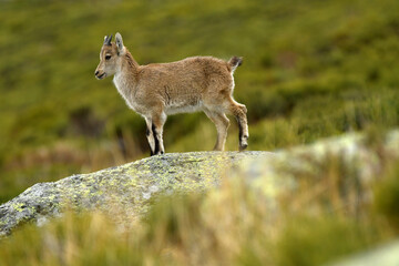 Cabrita montes en gredos