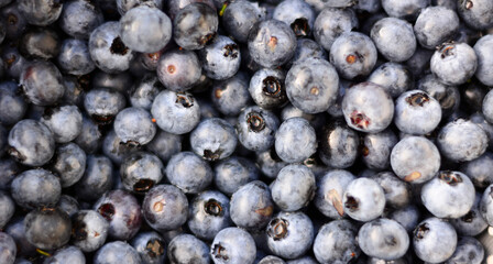 Mirtilli freschi appena raccolti