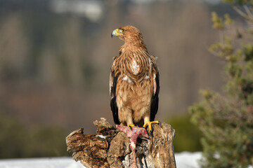 Joven aguila imperial en la nieve