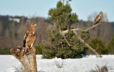 Joven aguila imperial en la nieve