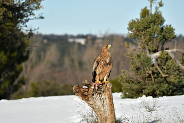 Joven aguila imperial en la nieve