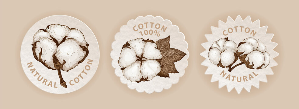 Set of three emblems in eco style with hand sketched cotton plant. Realistic labels different shapes with cotton flowers. Vector botanical illustration. Natural organic and eco concepts