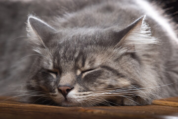 A beautiful purebred cat sleeps on a wooden table. Studio photo on a black background.