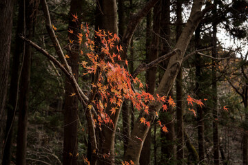紅葉する木々　栃木県