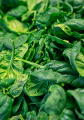 Heap of green spinach leaves