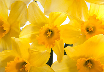 Yellow narcissus spring flower