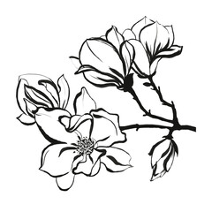 white magnolia isolated on white background 