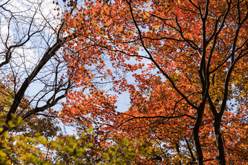 紅葉する木々　栃木県